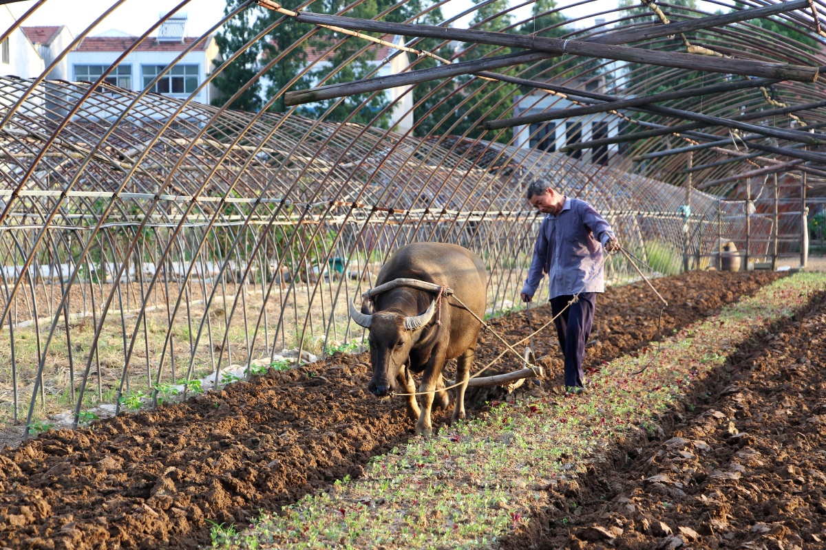 立秋耕牛犁地忙