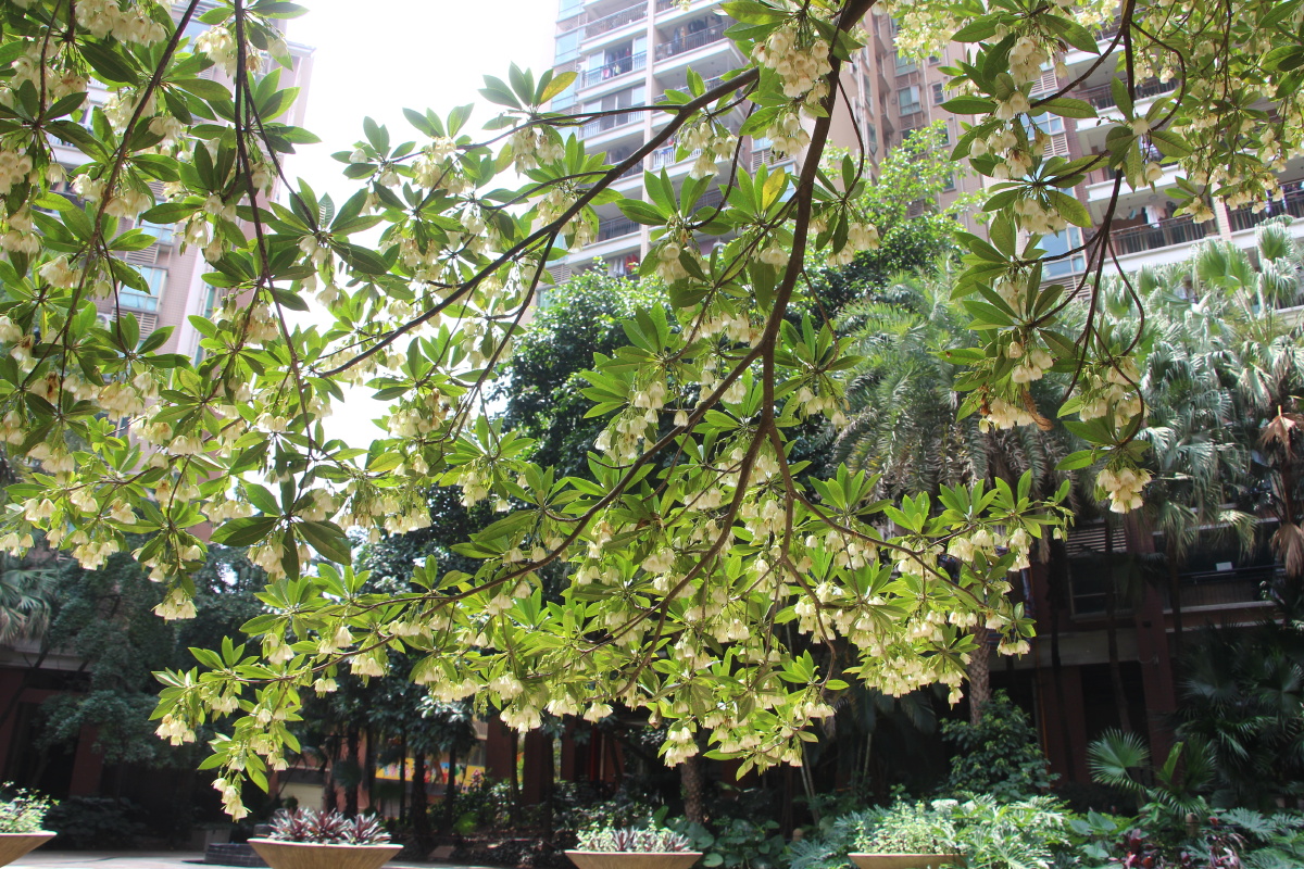 海南杜英花盛开