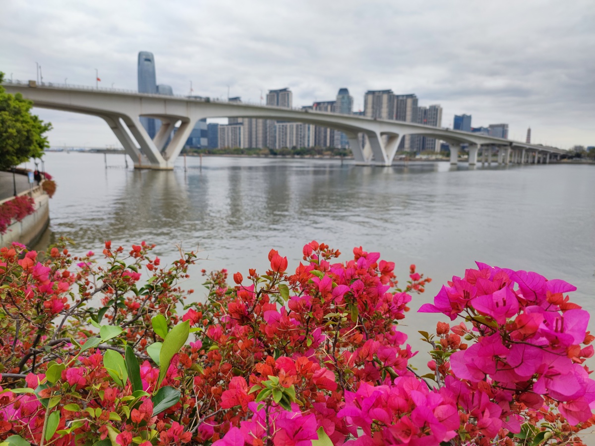 广州春节三角梅花盛开