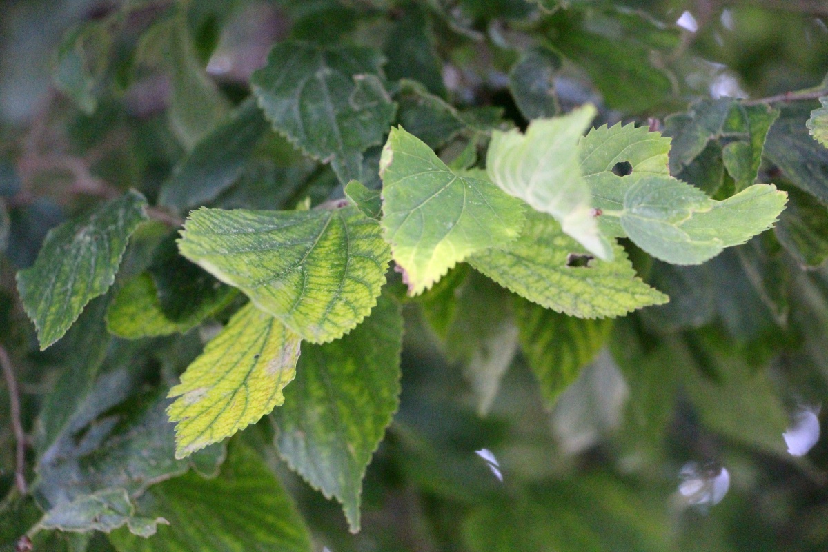 五祖寺1360多年的青檀古树