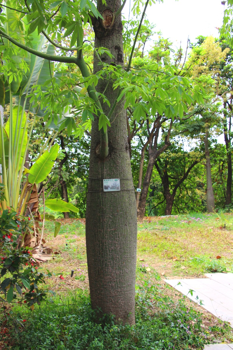 神奇美人树上长出一团团白棉花