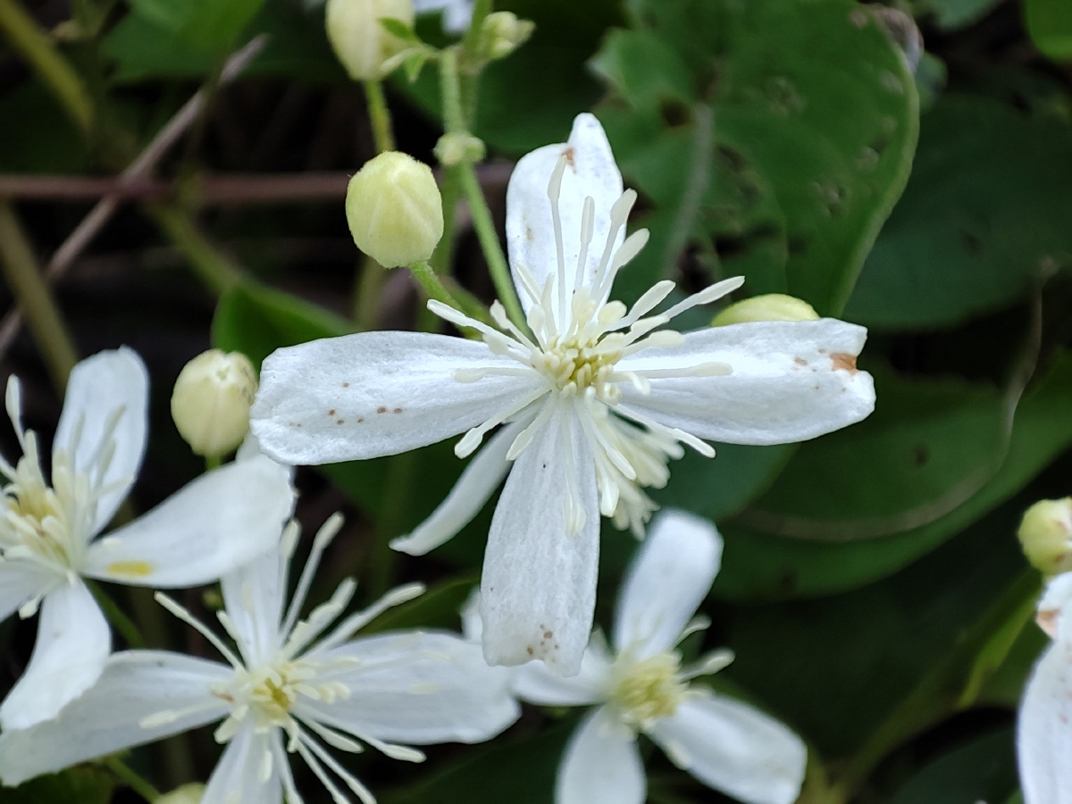乡村的野花威灵仙