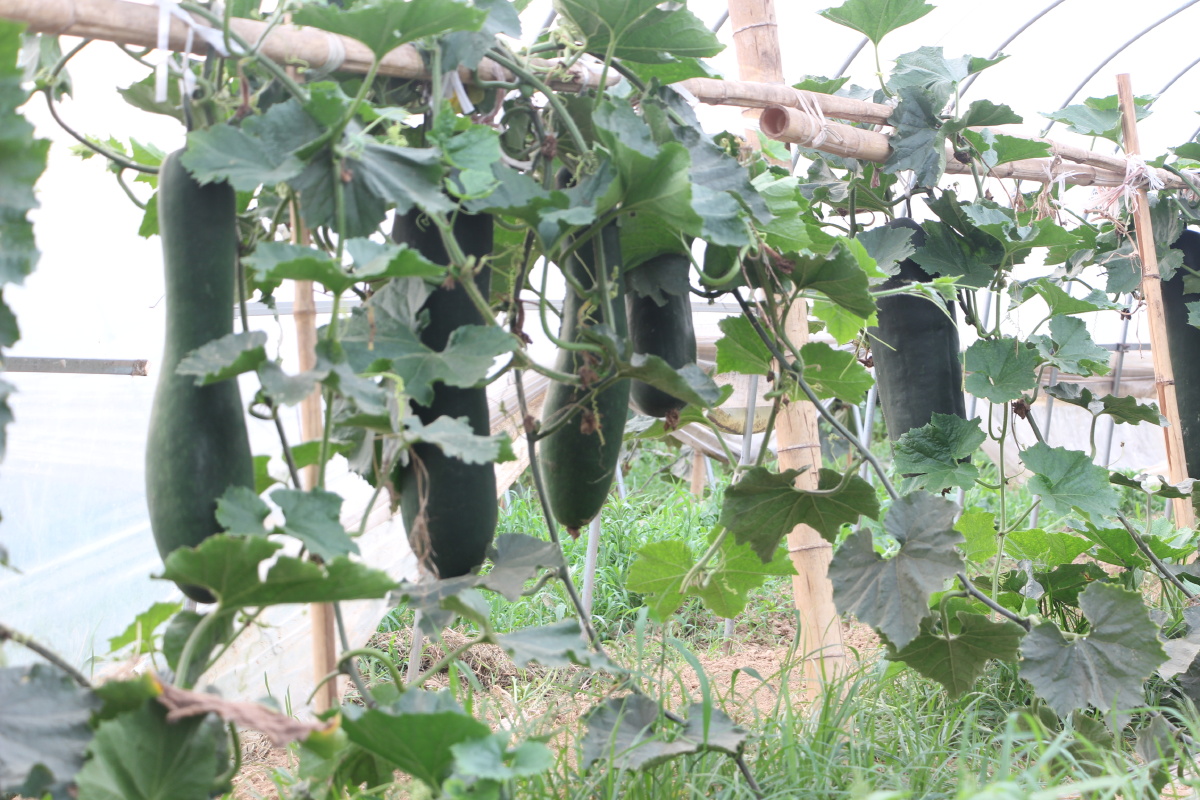 吊着生长的翡翠冬瓜