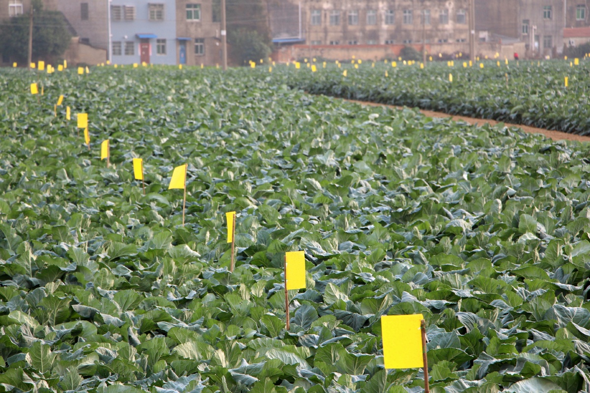 采用黄色粘虫板诱杀害虫