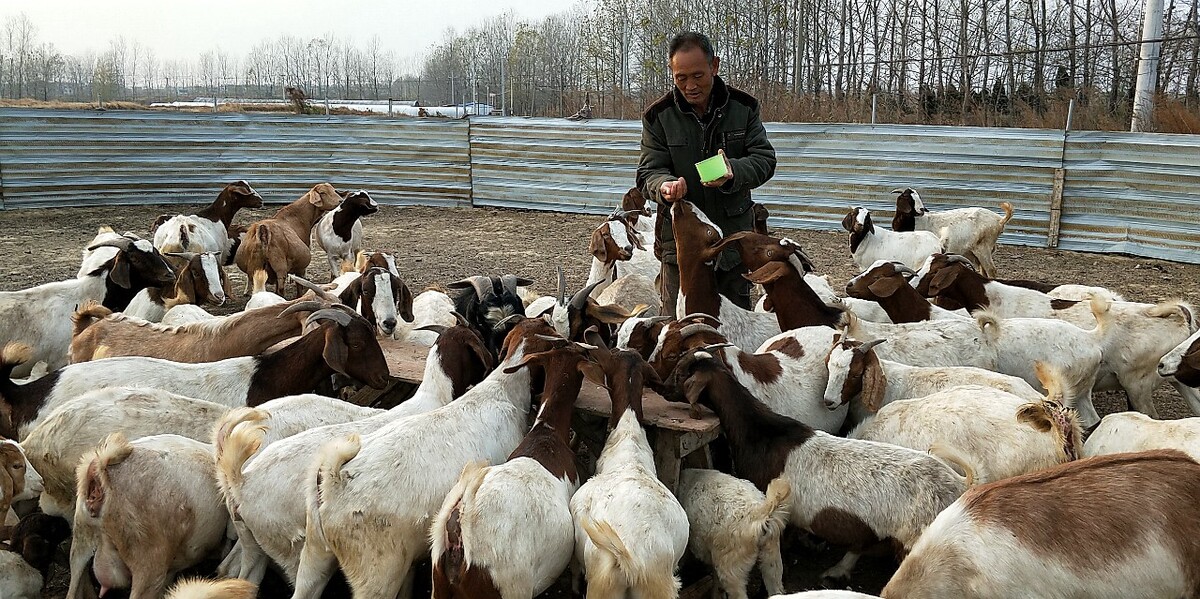 北京养羊养殖场
