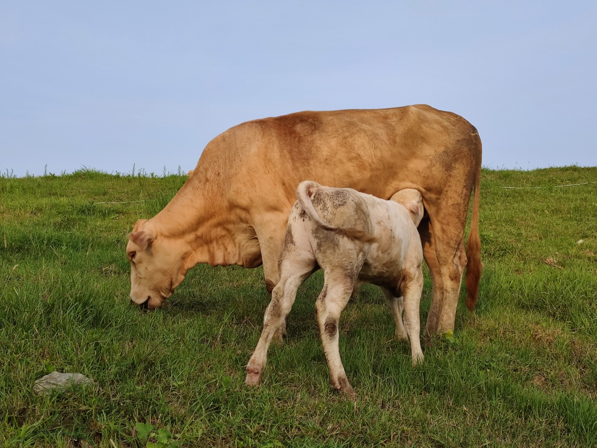 难得一见的牛犊吸允牛妈妈乳汁母子情深
