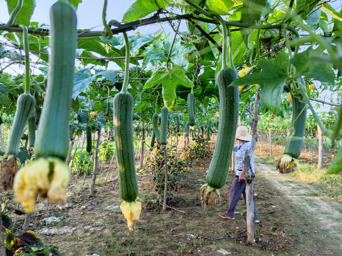 郊外丝瓜丰收