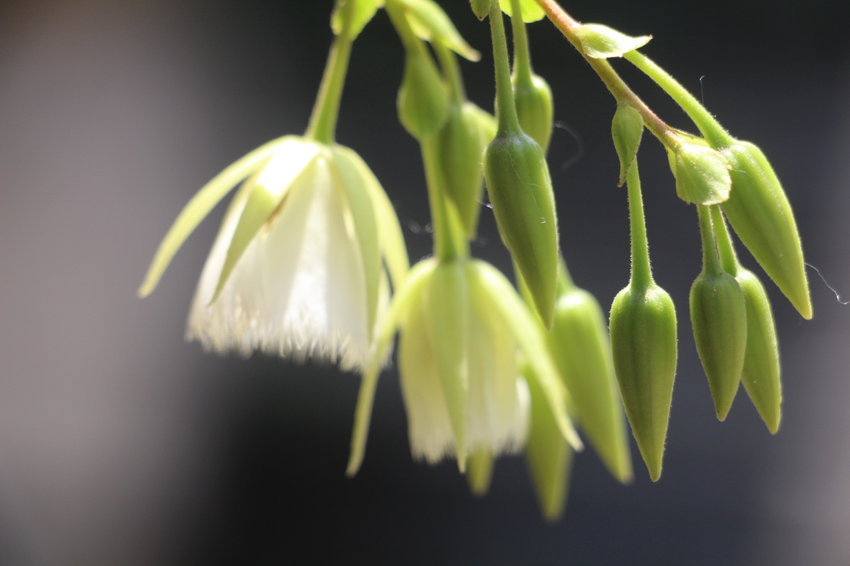 海南杜英花盛开