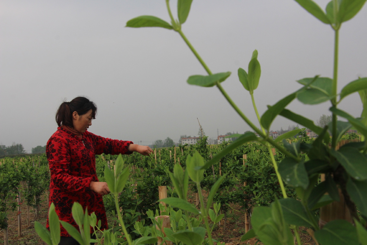 金银花地整枝忙