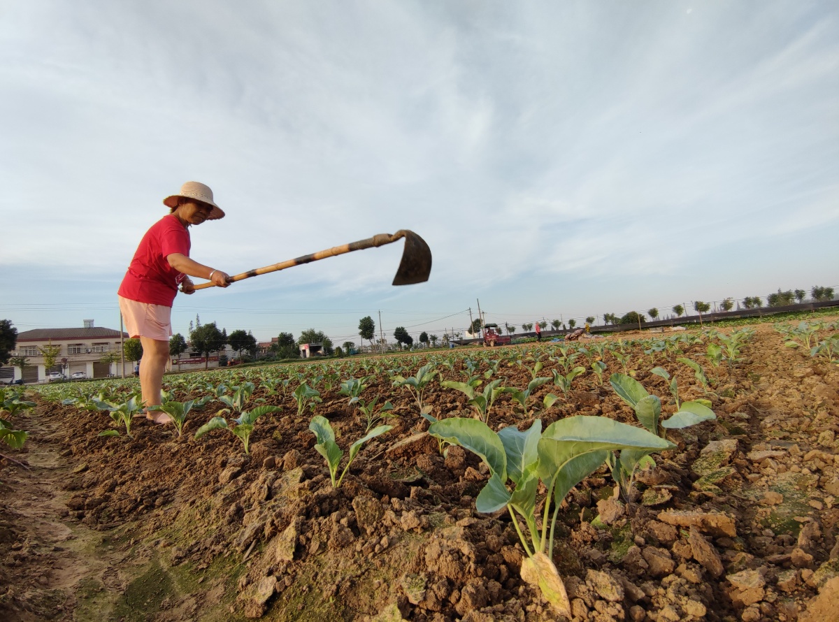 田间的舞蹈菜地除草松土