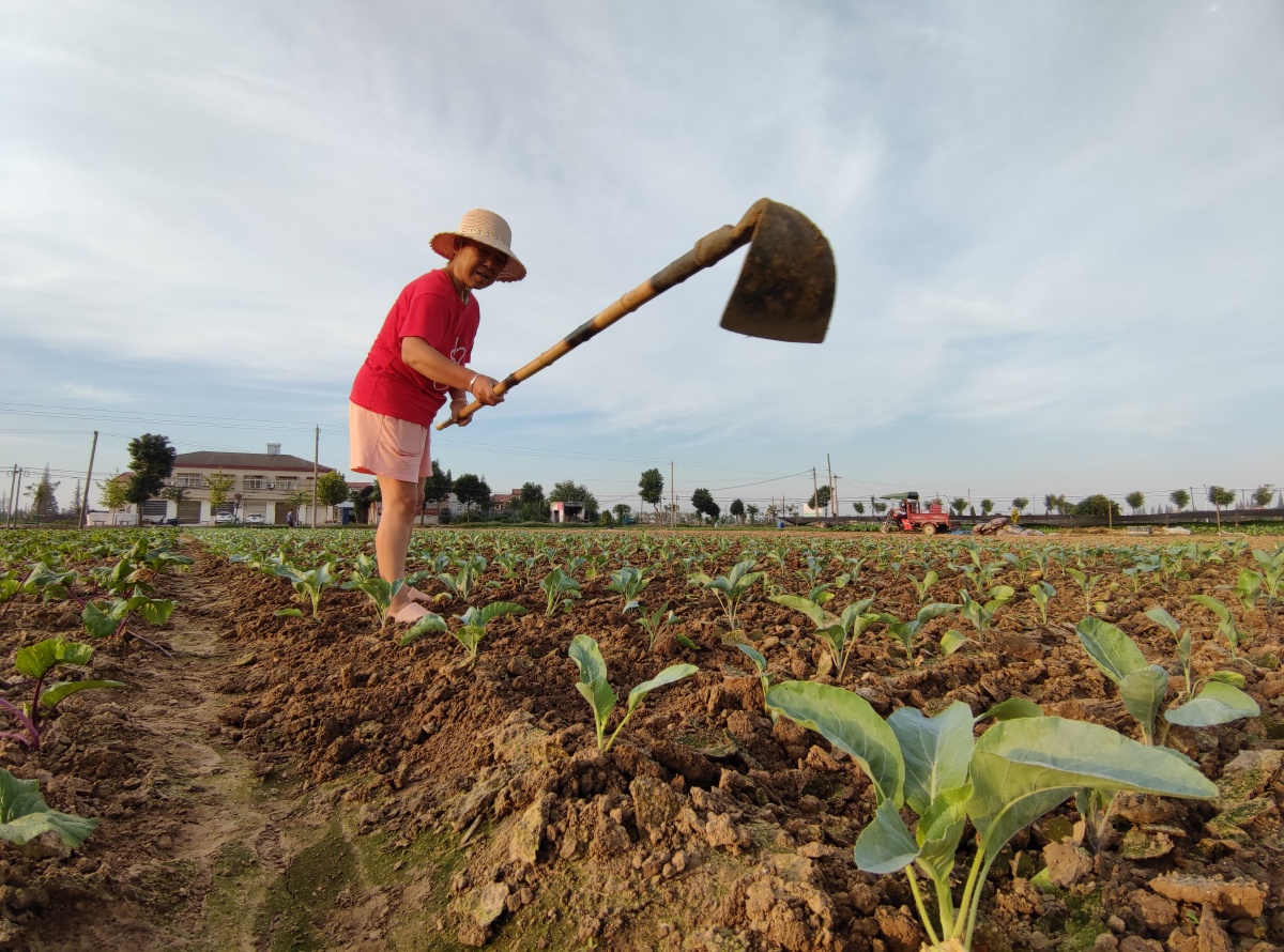 田间的舞蹈菜地除草松土