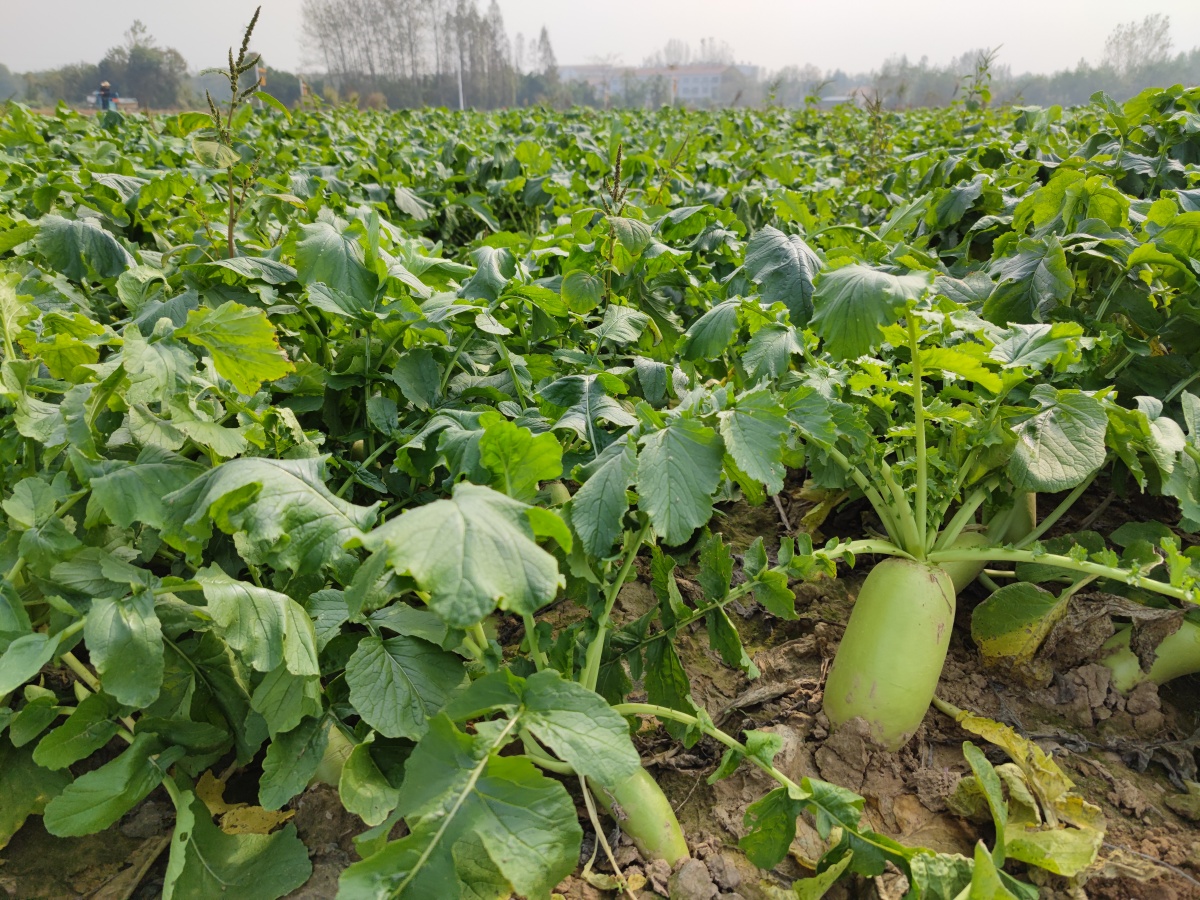 国家地理标志农产品云梦府河萝卜