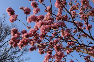 紫花 (2)