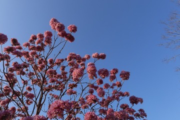 紫花 (17)