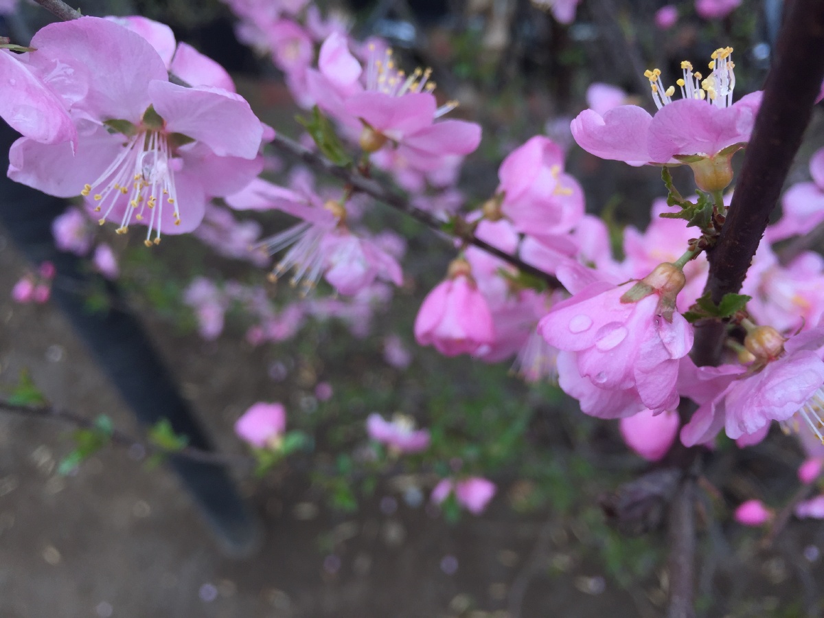 桃花雪落桃花盛柳叶树下柳叶眉