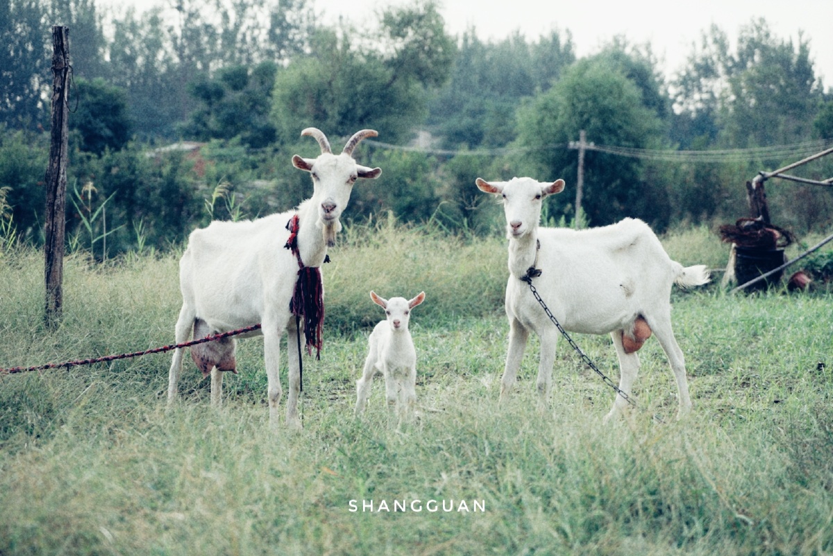 《三只羊》