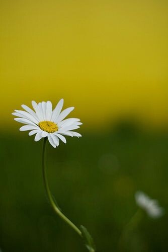 daisy<br />
