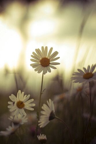 daisy<br />
