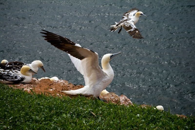 Helgoland<br />
