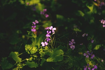 DSC_2078_