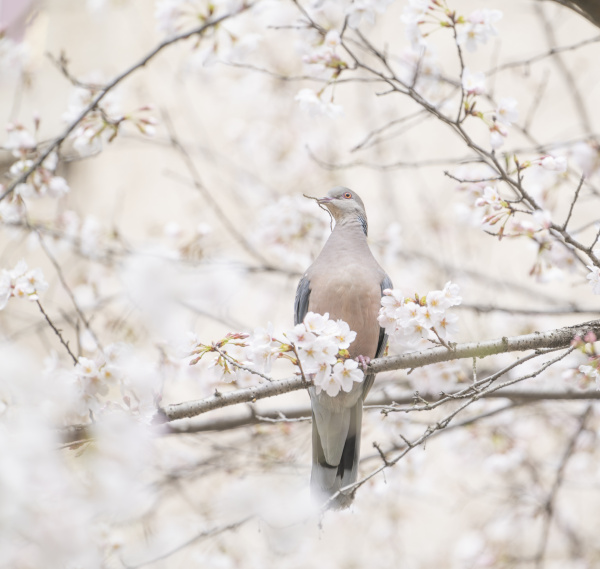 武大珞珈山神兽和樱花的合影 做梦书