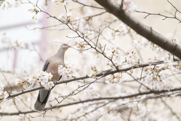 武大珞珈山神兽和樱花的合影 做梦书