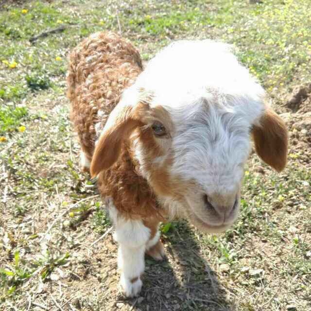 新疆哈族小羊羔