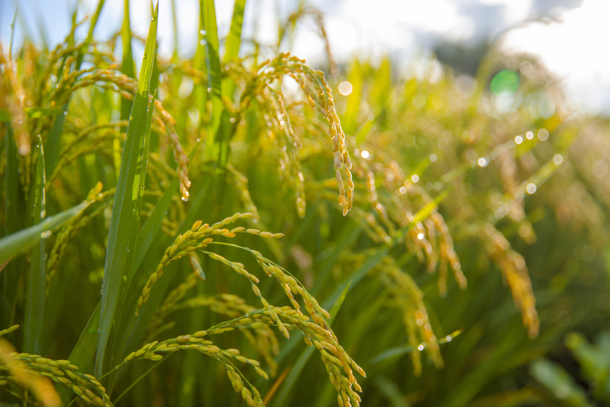 水稻正金黄秋收硕果累累canon5d44k及以上喜欢的点赞关注哟78