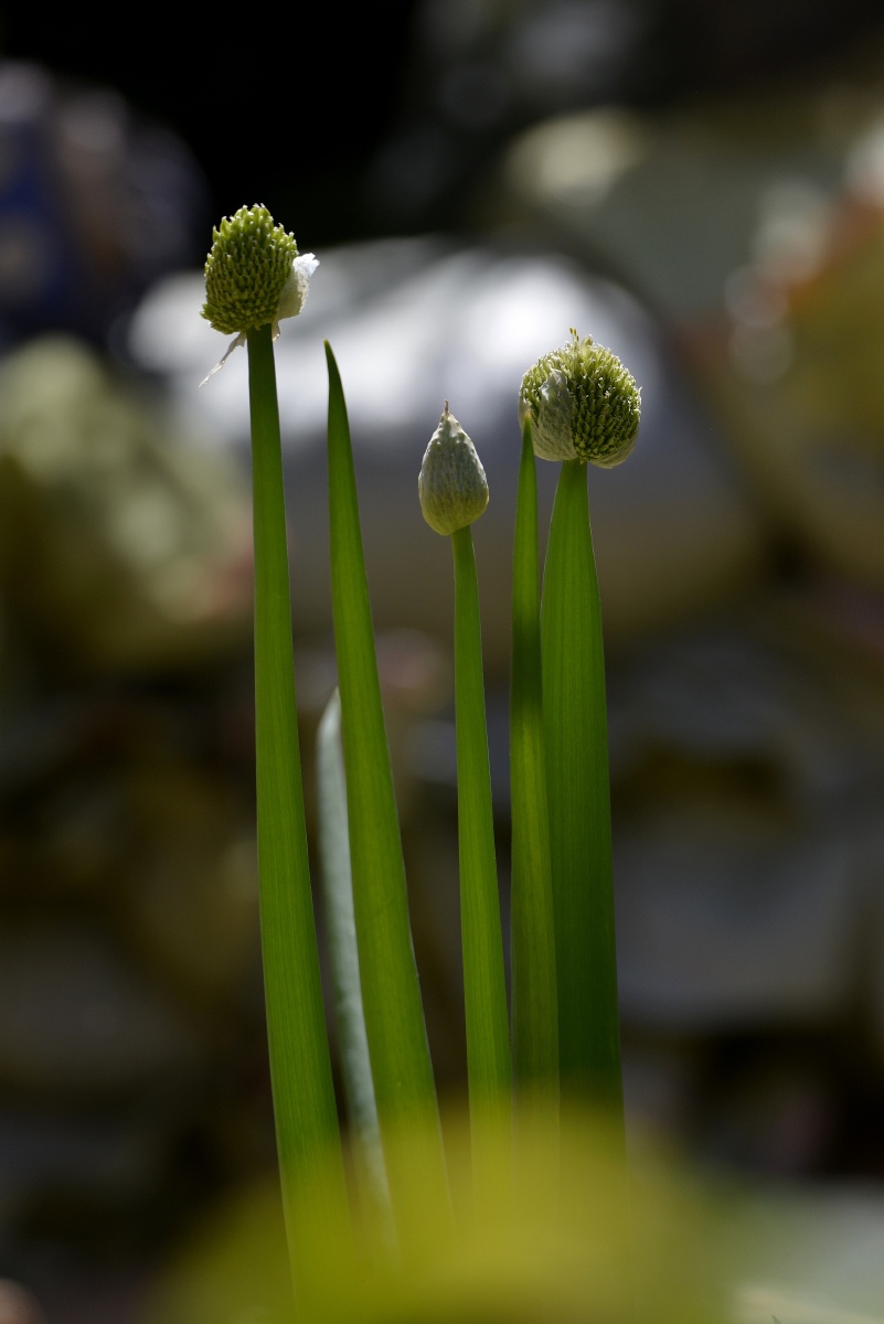 自家院子里种了几棵葱也是一小景摄影实际你身边有很多美景看你能否有