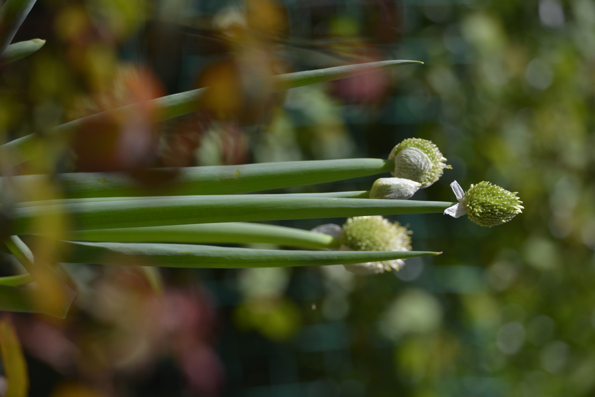 自家院子里种了几棵葱也是一小景摄影实际你身边有很多美景看你能否有