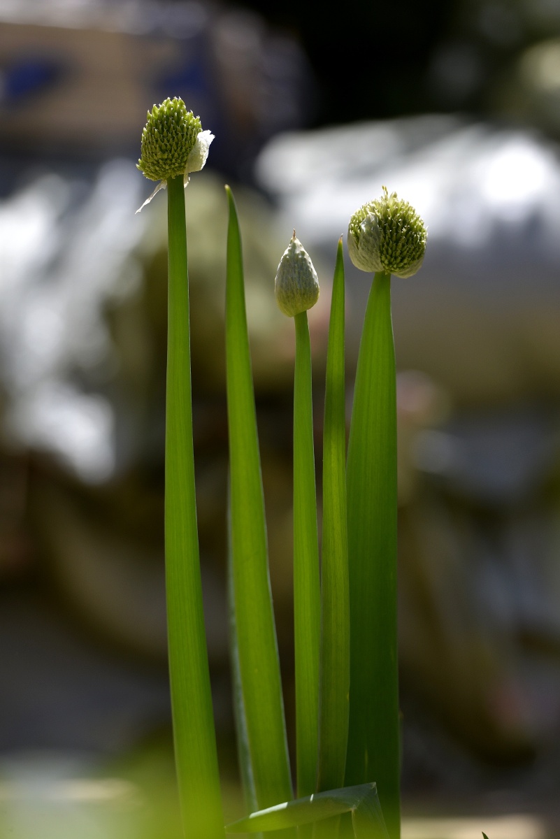 自家院子里种了几棵葱也是一小景摄影实际你身边有很多美景看你能否有