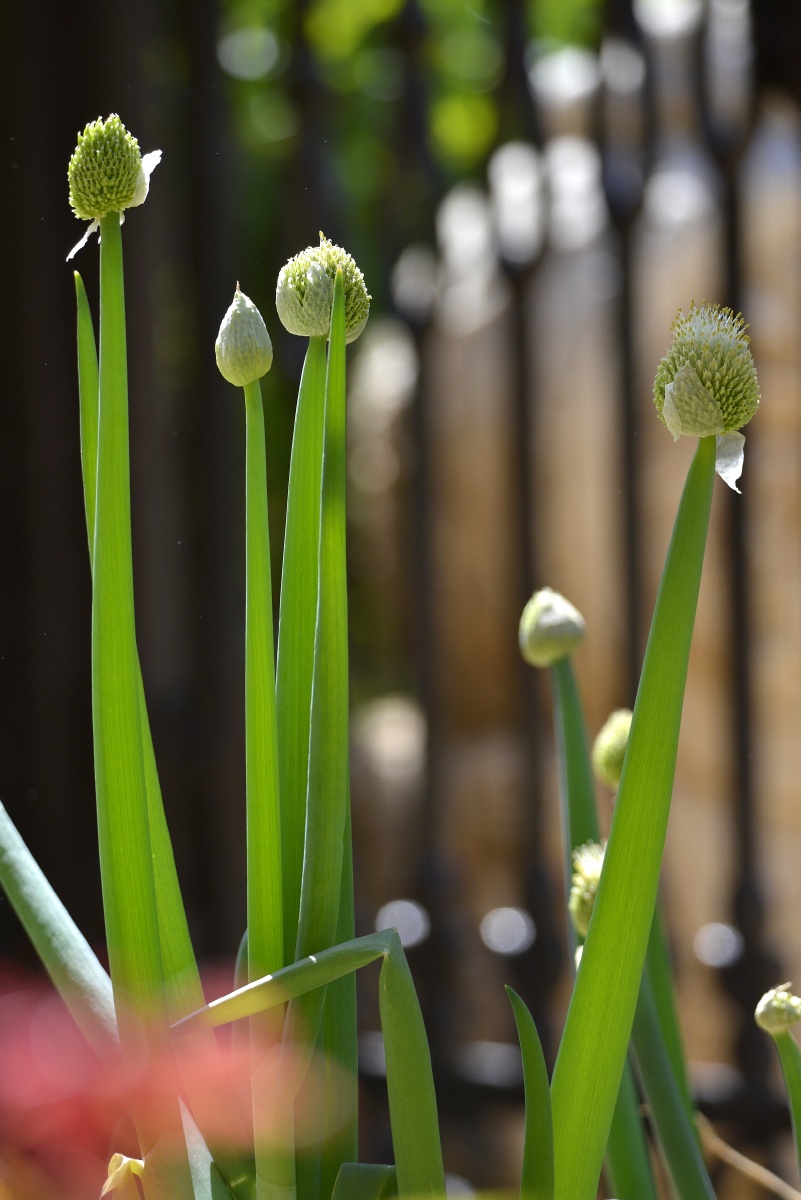 自家院子里种了几棵葱也是一小景摄影实际你身边有很多美景看你能否有