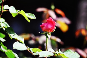 1220932