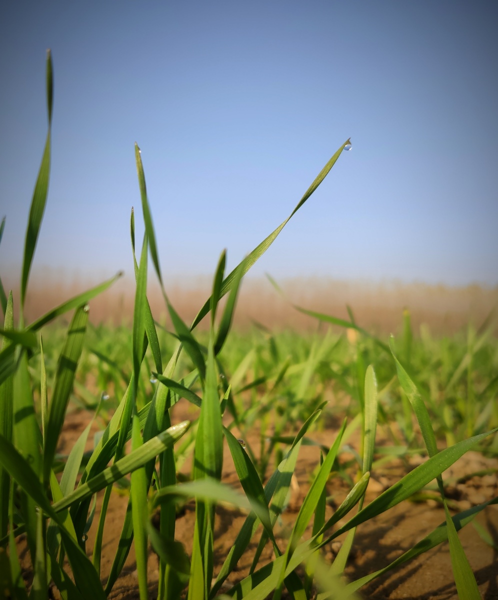 清晨的麦苗