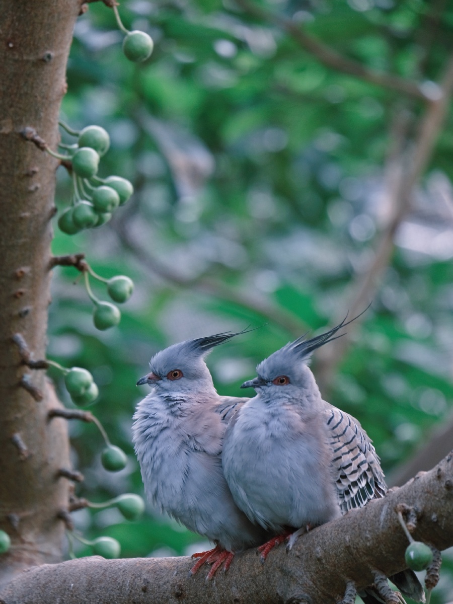 一对凤头鸠香港公园