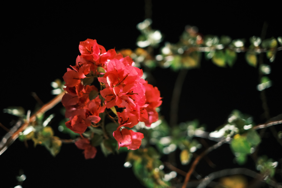 夜色下盛开的三角梅 2020.11.22 香港
