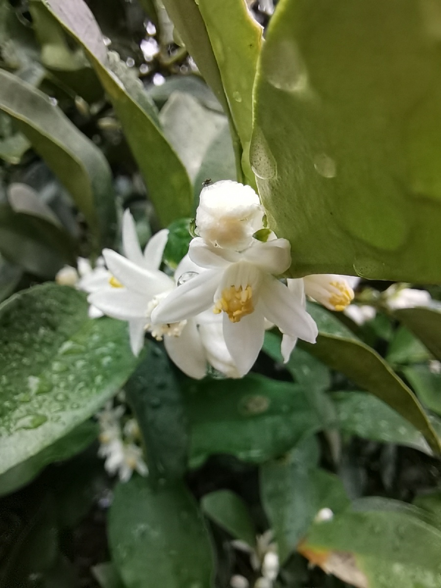 雨后的金桔花