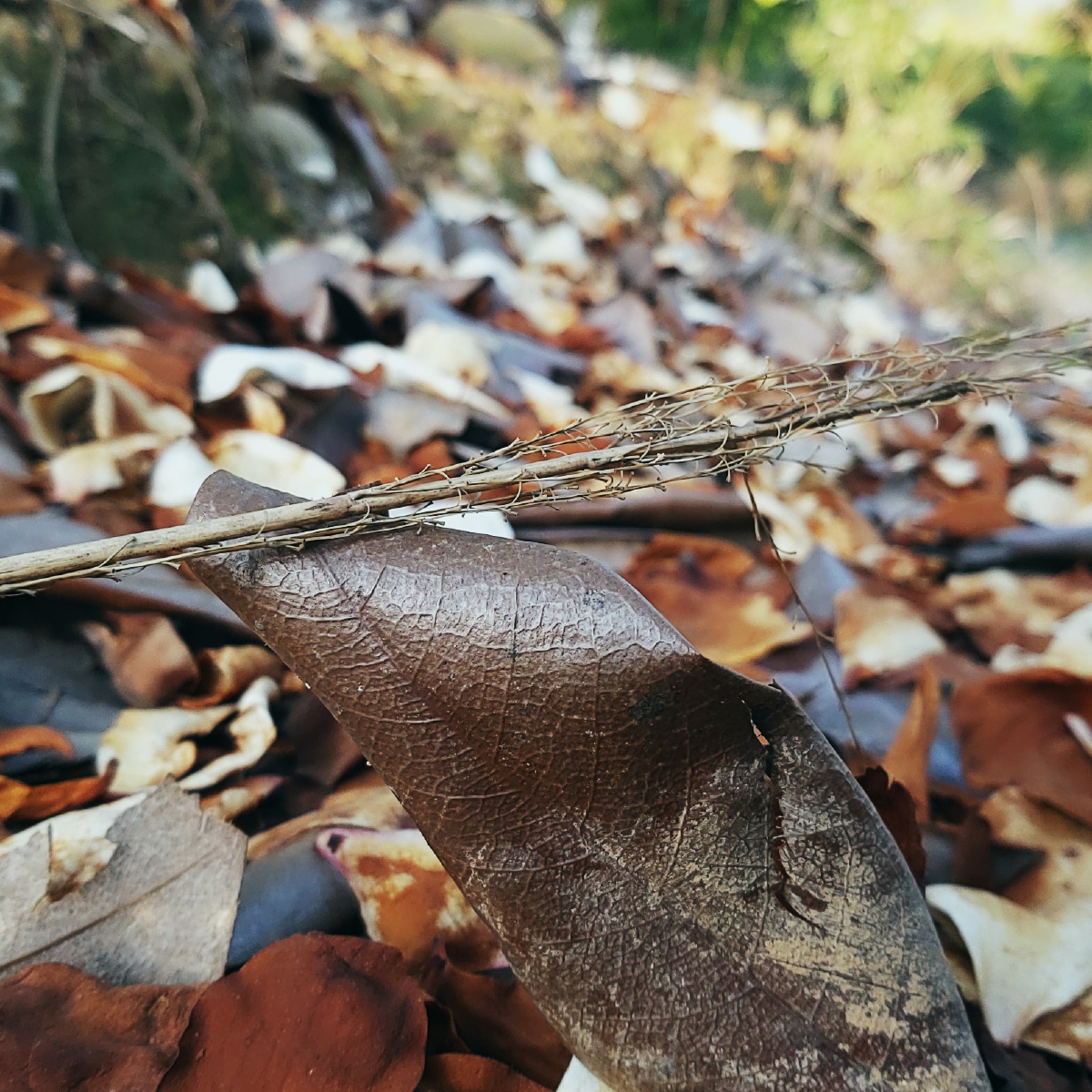 草木荣枯逐渐凋零