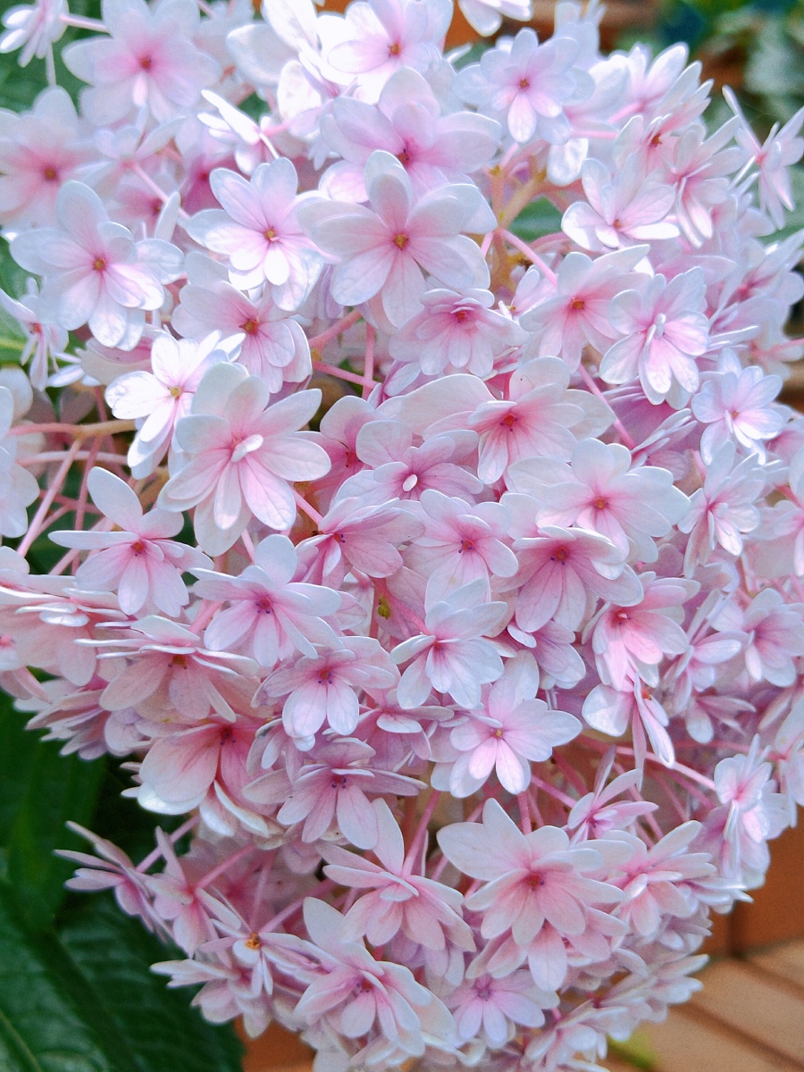 粉色的绣球花粉得那么可爱与动人