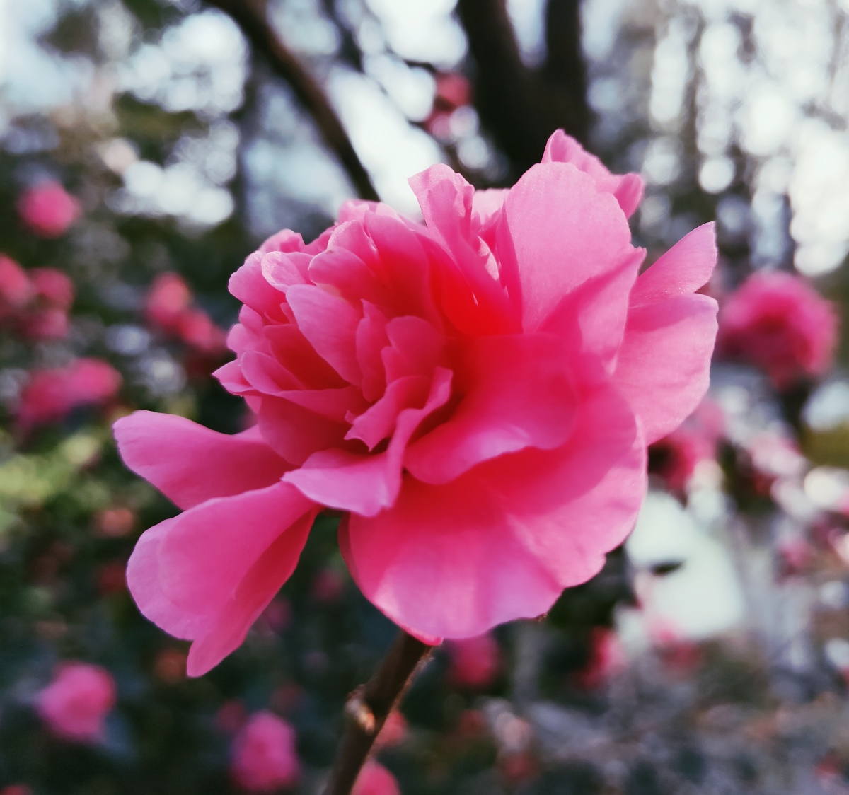 南国花锦牡丹花