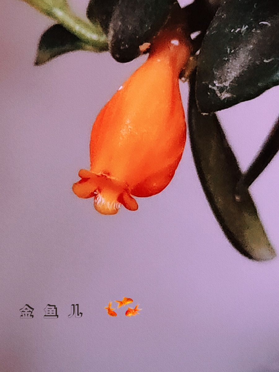 金鱼花儿的小嘴裂开了