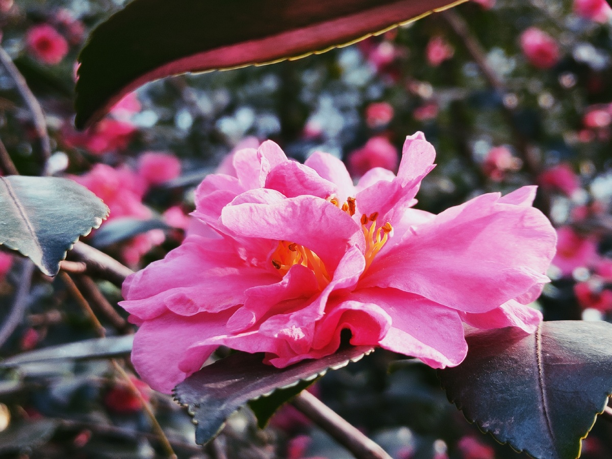 南国花锦牡丹花