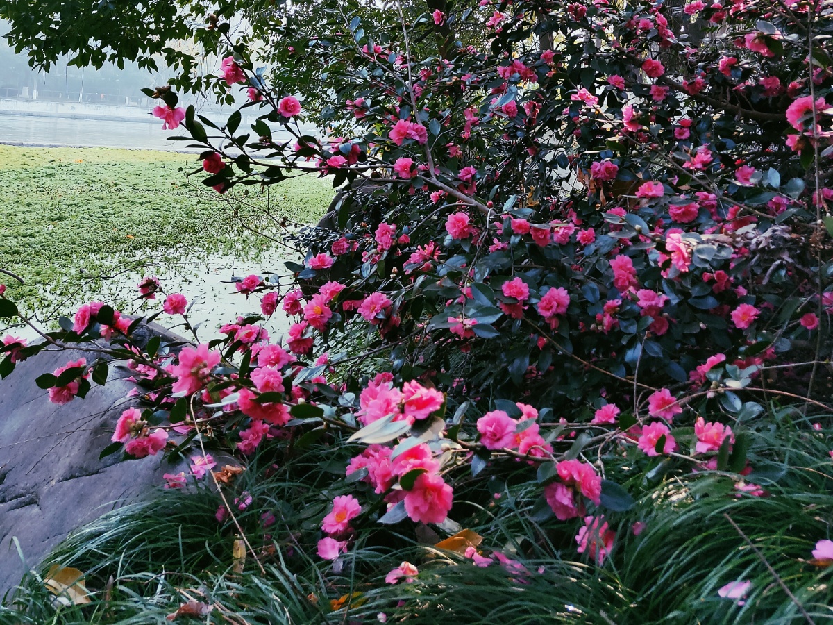 南国花锦牡丹花