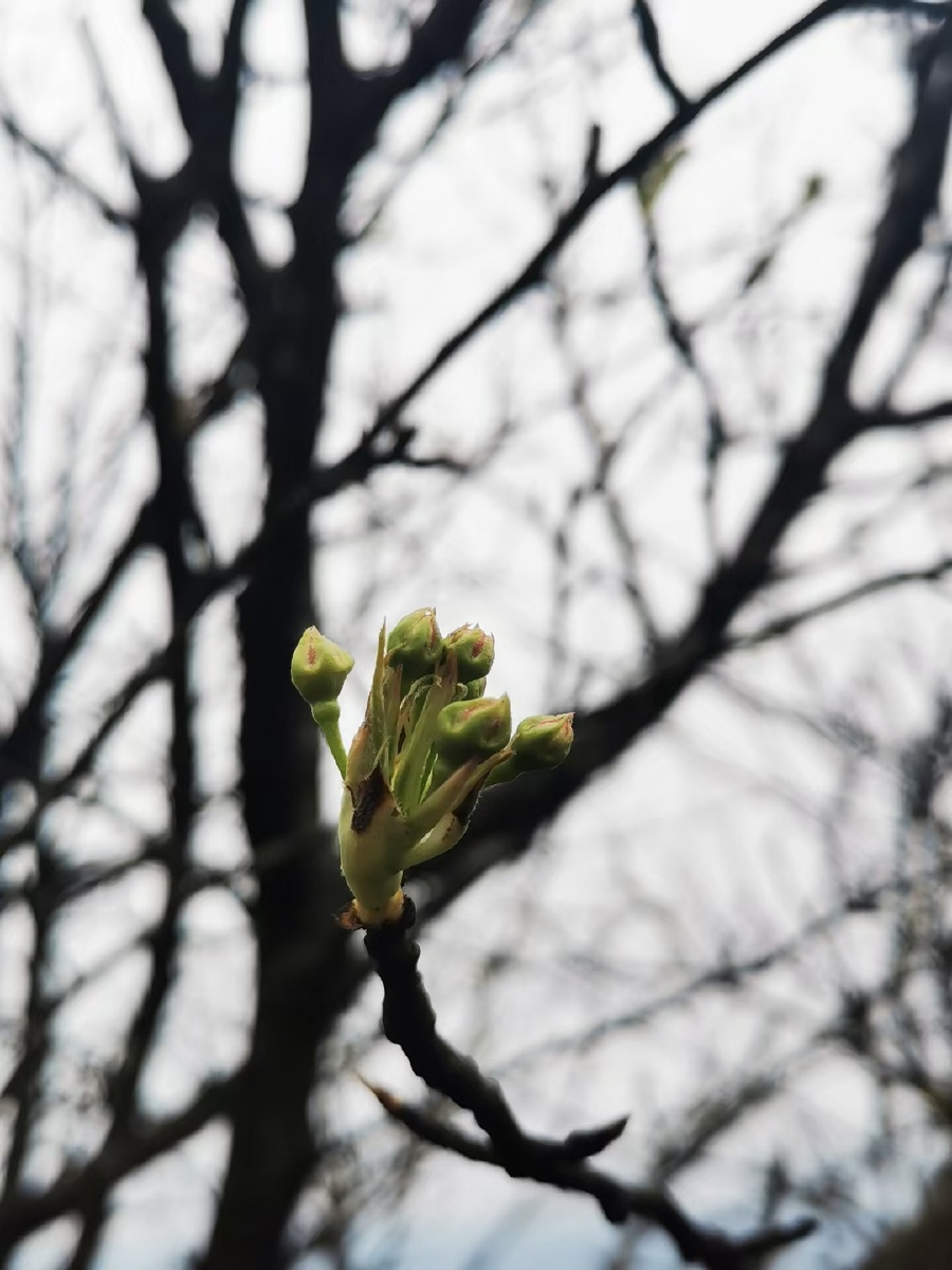 春天来了万物复苏