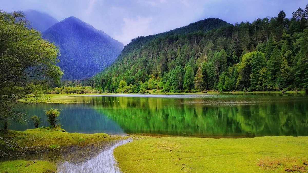 岗乡杉林·波密