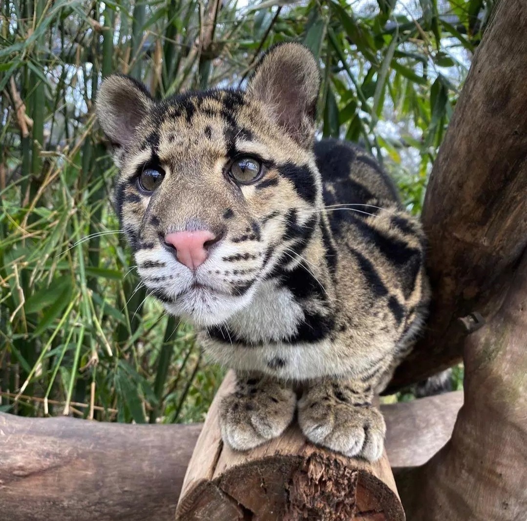 跳跳虎它兄弟来喽云猫