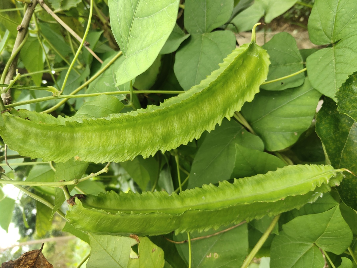 这是什么豆瓜