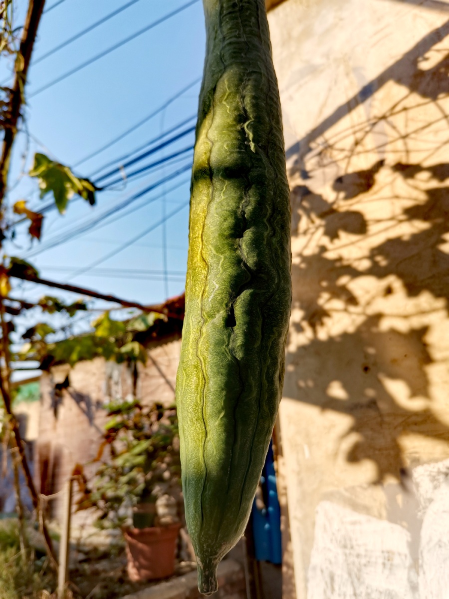 长条大瓜 丝瓜 - 狮王45 - 图虫