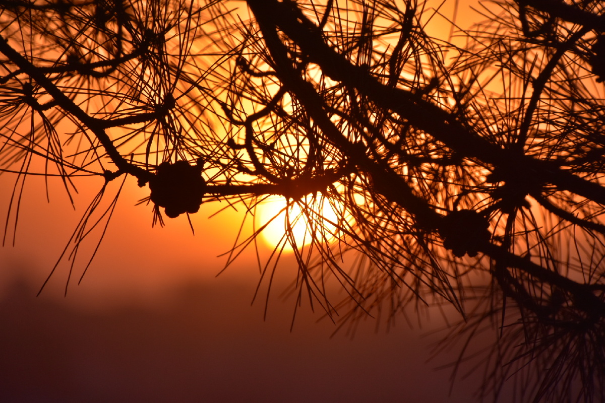 夕阳松树