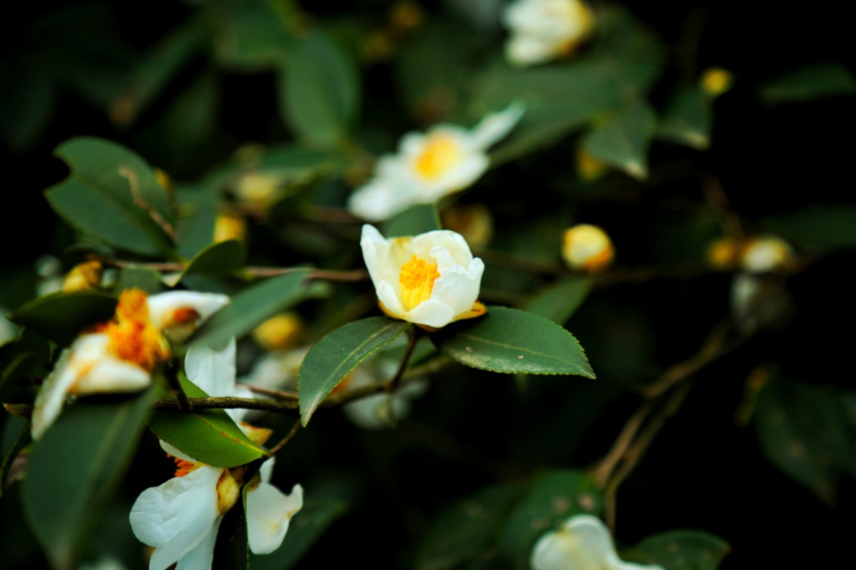 开满冬天的油茶花